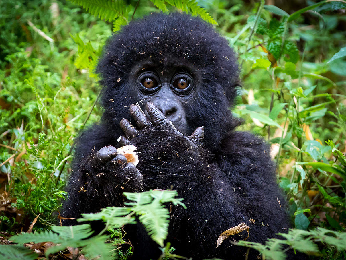 Berggorilla-Jungtier in Virunga © Dennis Stogsdill