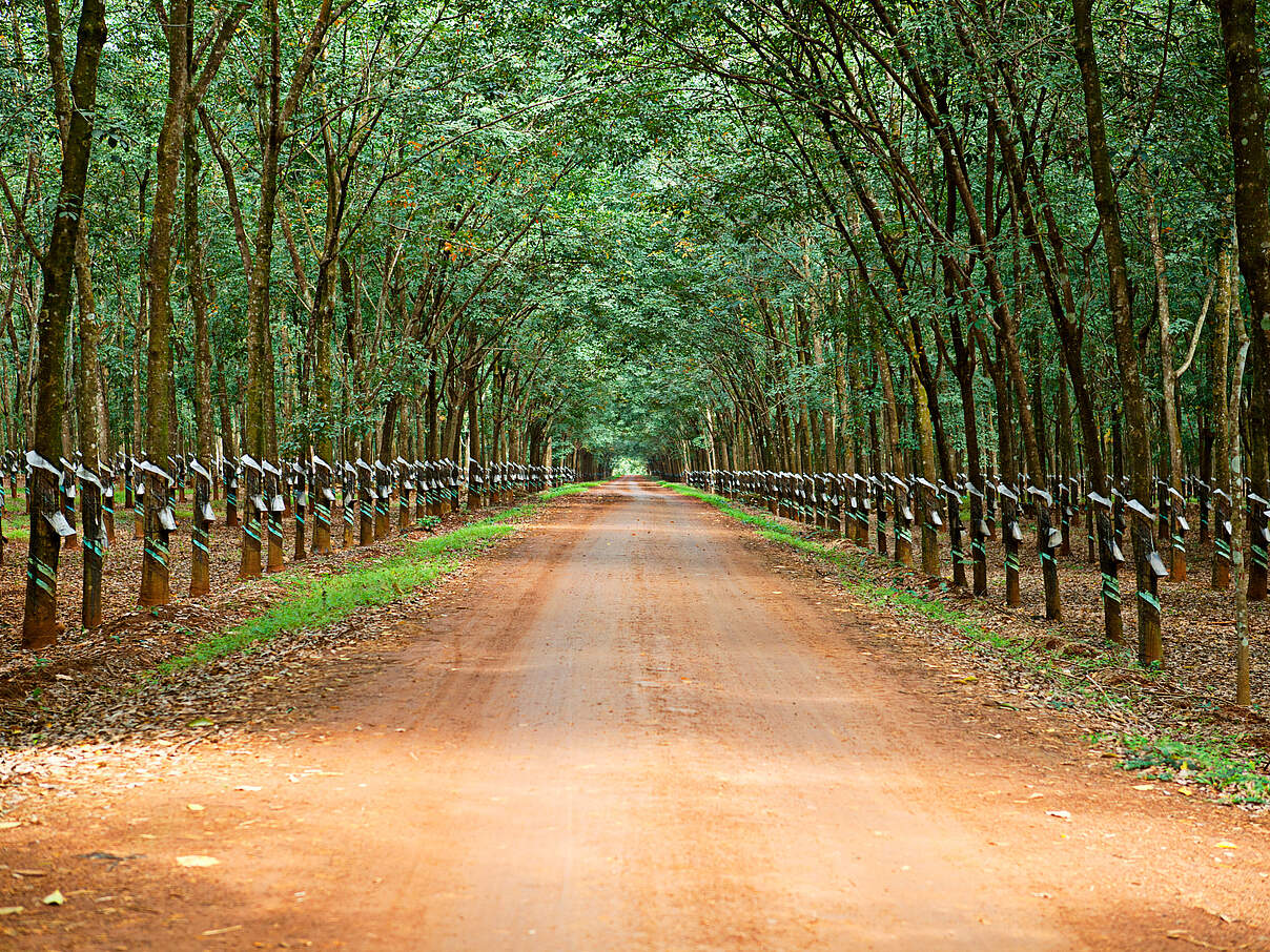 Kautschukbäume auf einer Plantage in Vietnam © Ska Zka / iStock / Getty Images