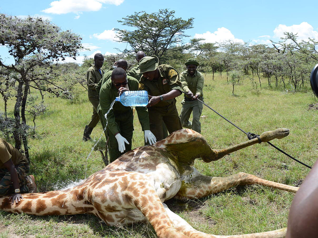 Die Giraffe wird auch während der Untersuchung gut versorgt © Elephant Aware