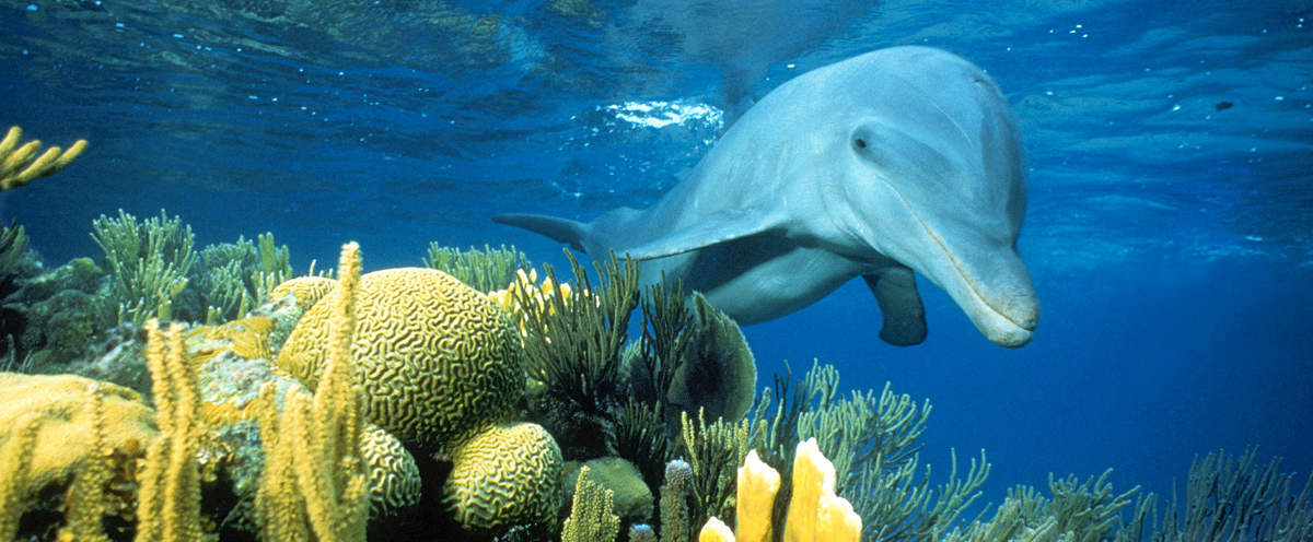 Delfin und Korallen © natureplcom / Doug Perrine / WWF