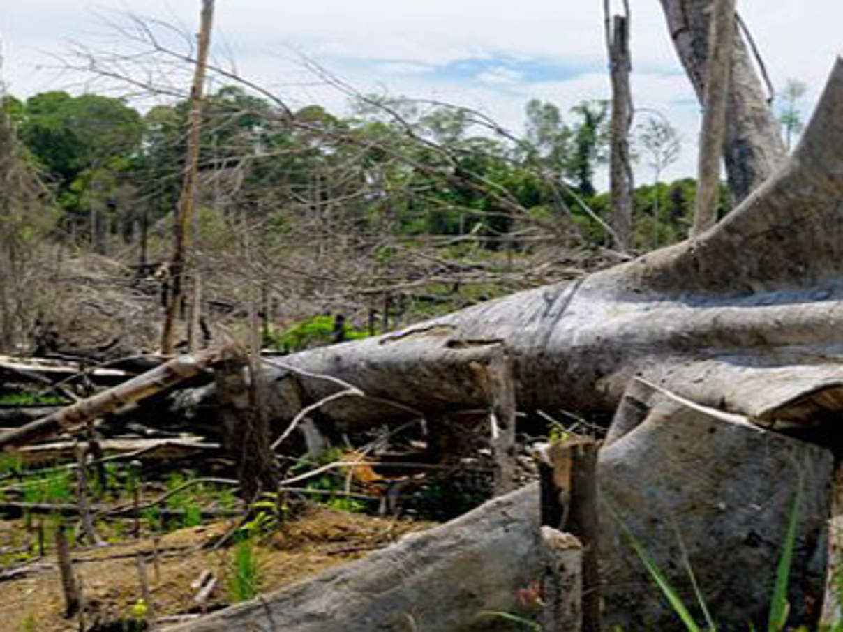 Entwaldung in Indonesien © Fletcher Baylis / WWF