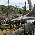 Entwaldung in Indonesien © Fletcher Baylis / WWF