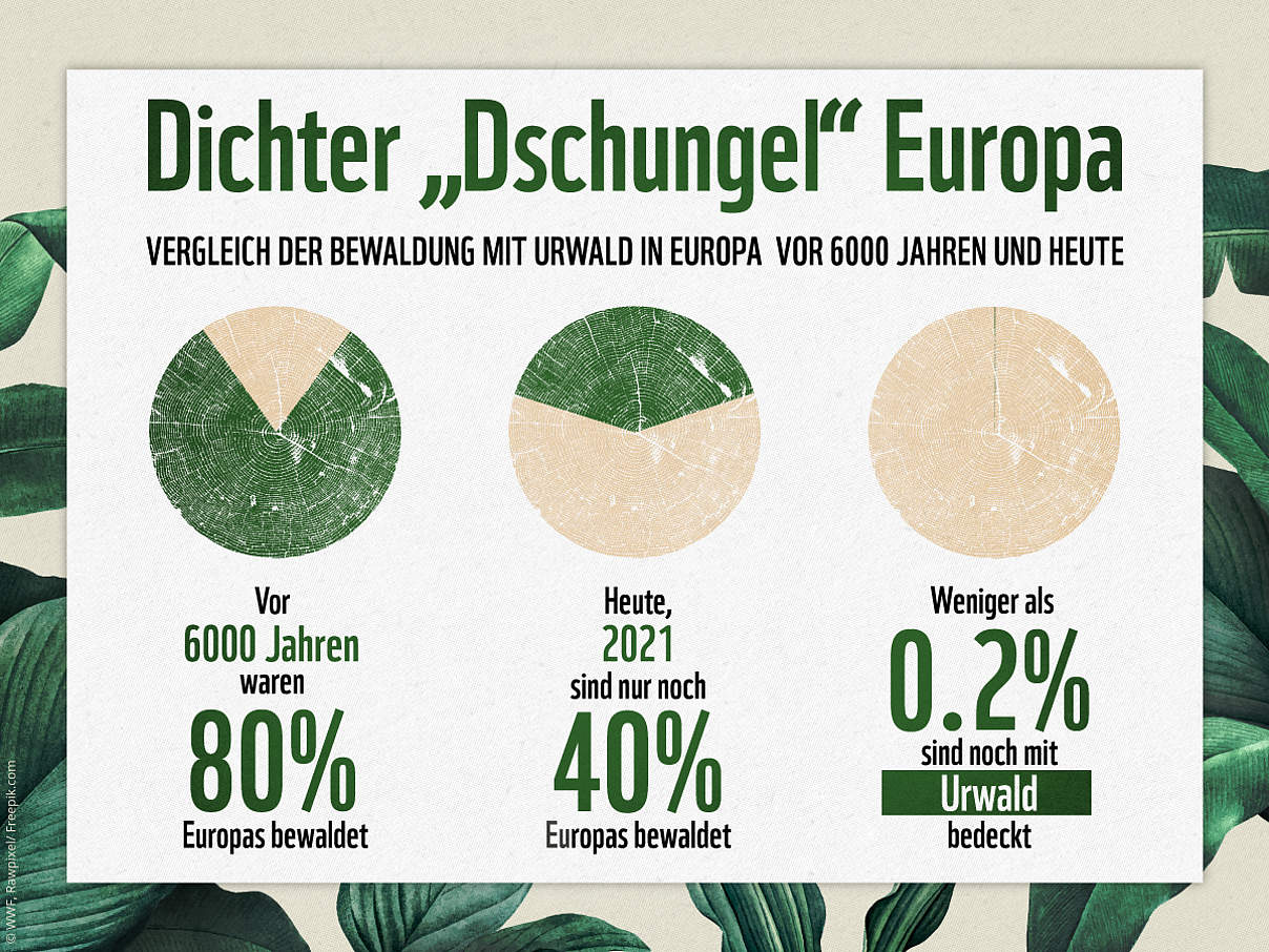 Vergleich der Fläche der Urwälder in Europa vor 6000 Jahren und heute. © WWF
