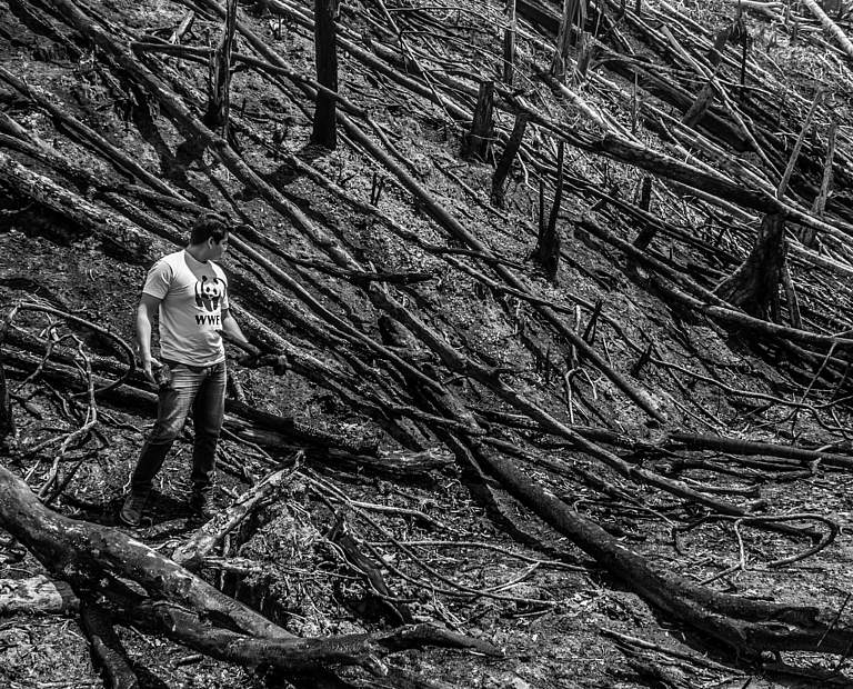 Verbrannter Wald in Brasilien © Ramon Aquim / WWF Brasil