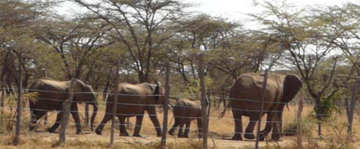 Eine Elefantenherde, getrennt durch einen Zaun von den Bewohnern © Elephant Aware Project