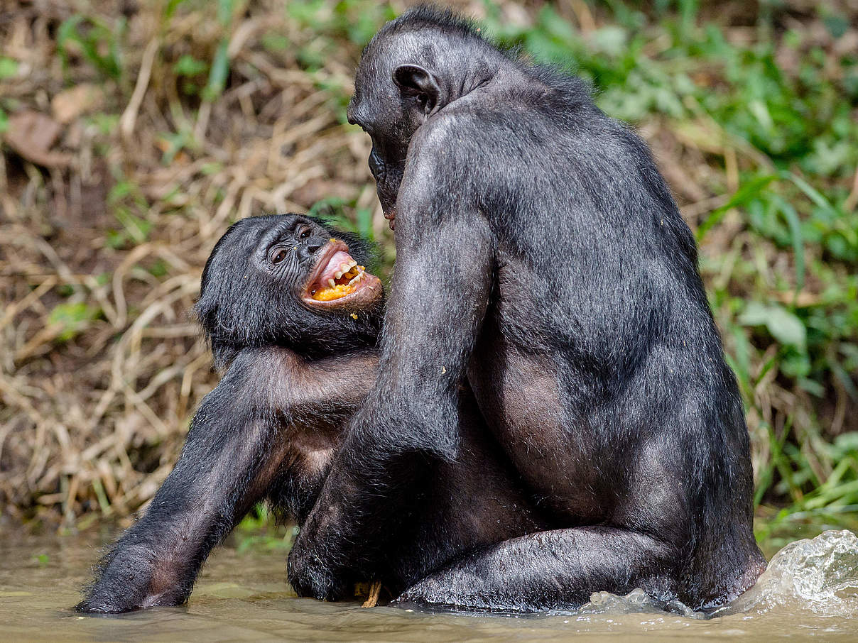 Bonobos bei der Paarung © USO / iStock / Getty Images Plus