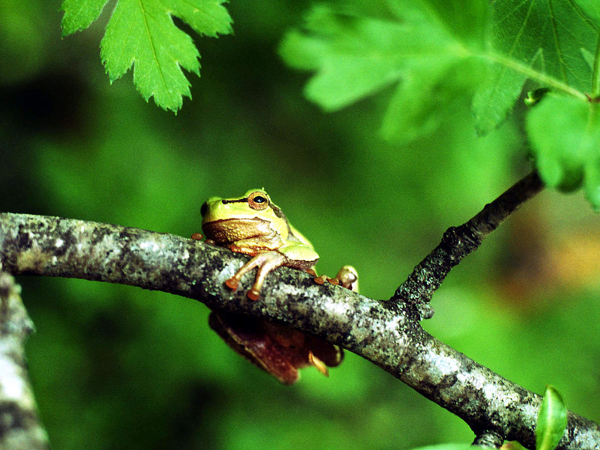 Laubfrosch in Tieflandwäldern Georgiens © Hartmut Jungius / WWF