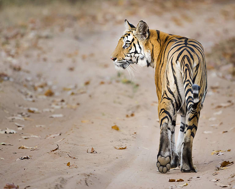 Bengaltiger © Richard Barrett / WWF UK