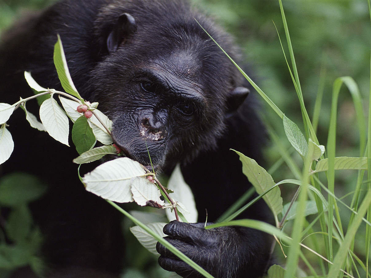 Schimpanse frisst Beeren © naturepl.com / Anup Shah / WWF