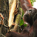 Orang Utan in Sabah, Borneo, Malaysia © Kelley-Ashford / WWF US