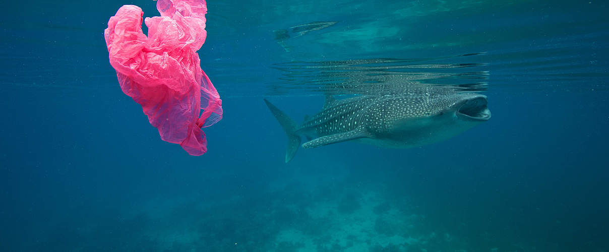 Walhai und Plastik (Philippinen) © Steve De Neef / National Geographic Creative
