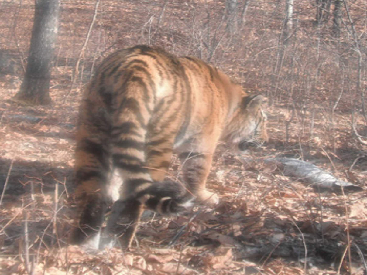 Amur-Tiger in der Kamerafalle. © Sun Ge / WWF China