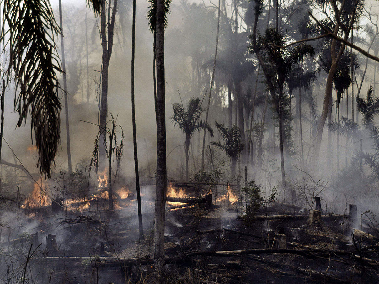 Waldbrand in Brasilien © Mauri Rautkari / WWF