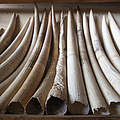 Beschlagnahmtes Elfenbein © Mike Goldwater / WWF