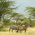 Zebras in Kenia © Brent Stirton / Getty Images