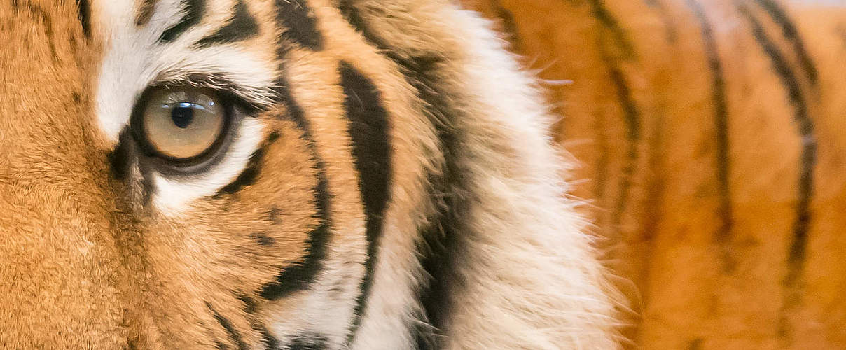 Tiger © ThinkstockPhotos
