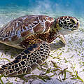 Grüne Meeresschildkröte (Chelonia mydas) © Antonio Busiello / WWF US