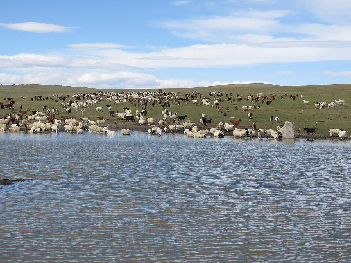 Viehherde an einem Wasser-Sammelbecken © WWF Mongolia