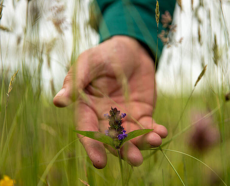 Hand in Wildblumenwiese auf der Warren Farm, Herefordshire, UK © Joseph Gray / WWF-UK