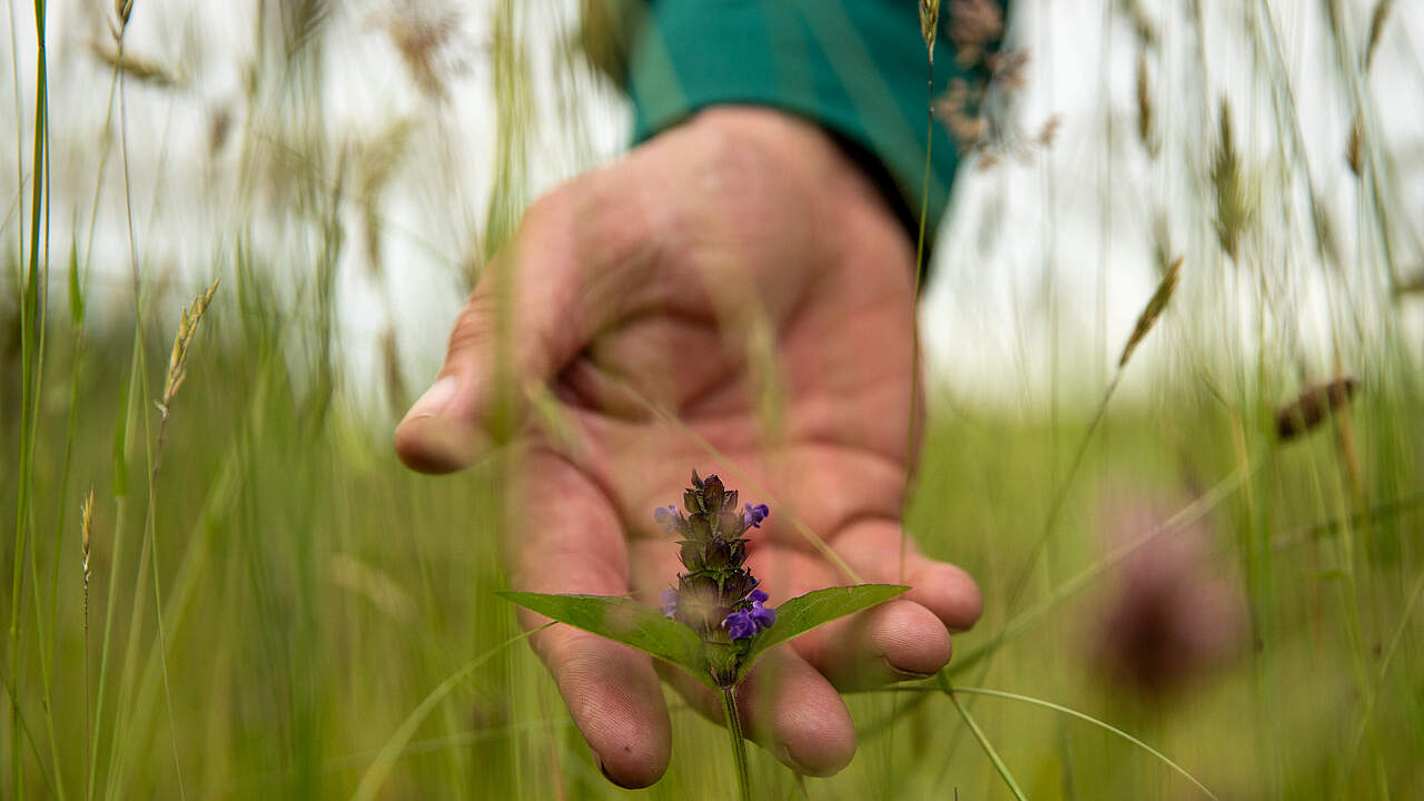 Hand in Wildblumenwiese auf der Warren Farm, Herefordshire, UK © Joseph Gray / WWF-UK