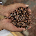 Frische Kakaobohnen aus Ecuador © Gabriel Vanerio / WWF Ecuador