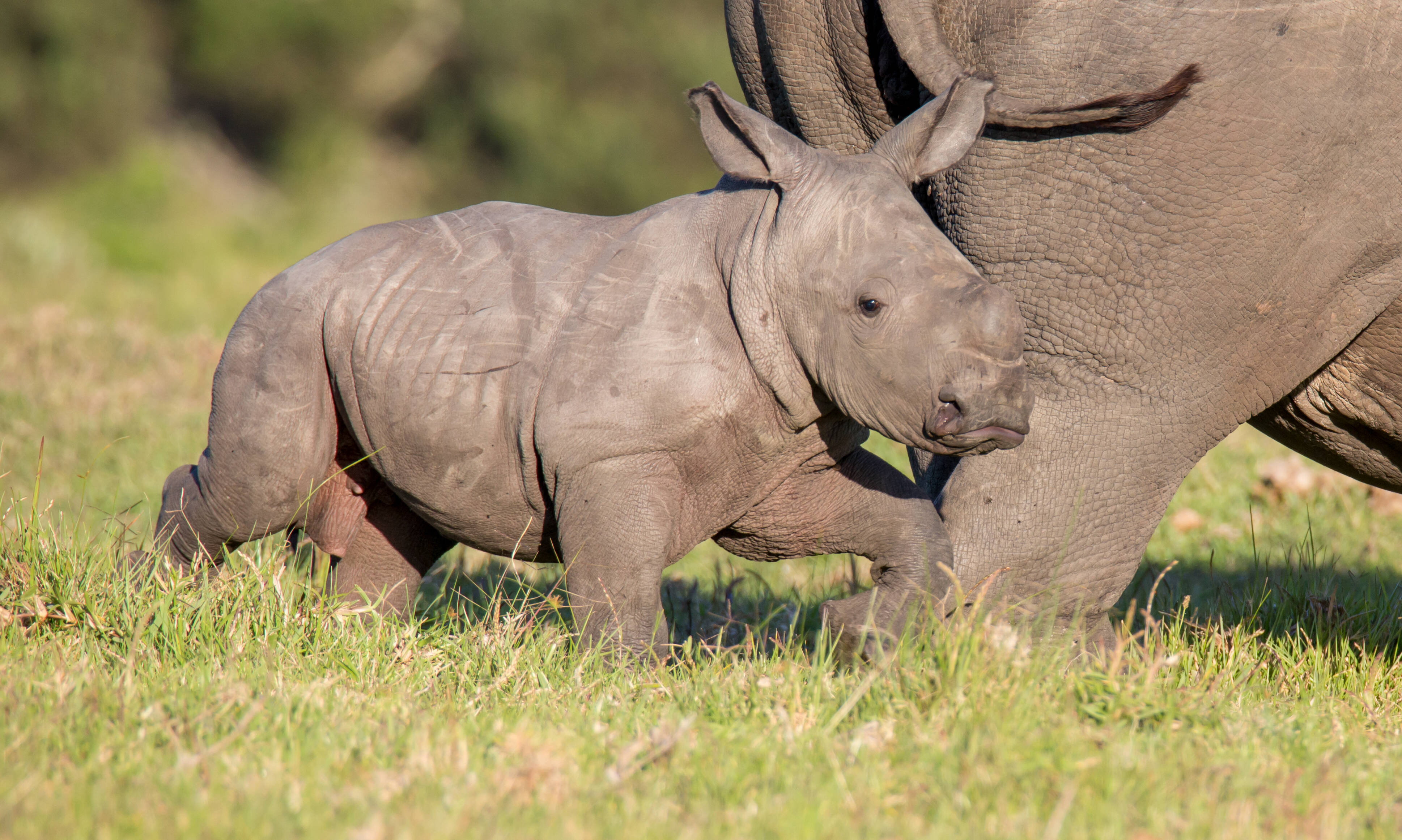Jedes Jungtier bei den Nashörnern ist ein Erfolg für den Naturschutz © IMAGO / YAY Images
