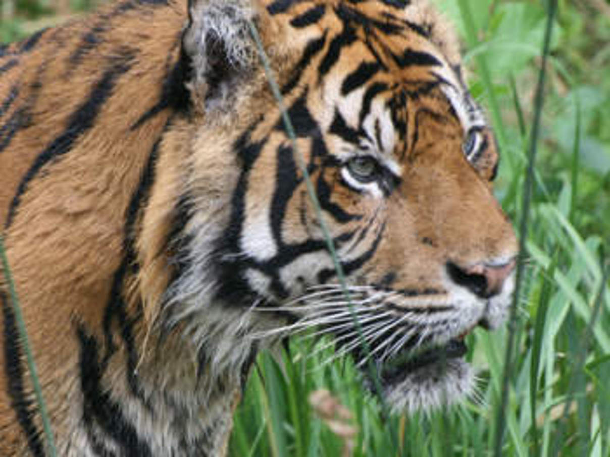 Sumatra-Tiger © WWF