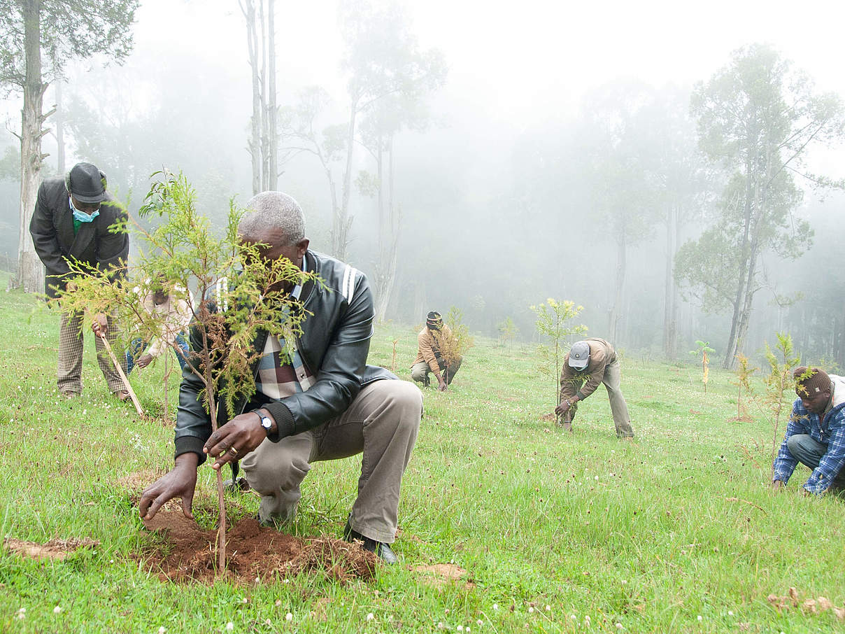Mitglieder der Gemeinde Kiburu pflanzen Bäume © WWF