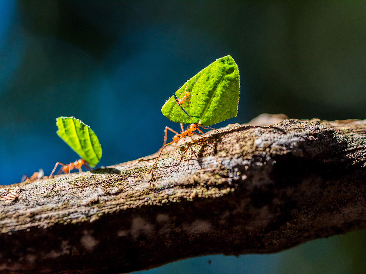 Ameisen tragen Blätter 