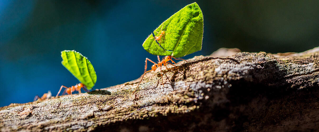 Ameisen tragen Blätter 