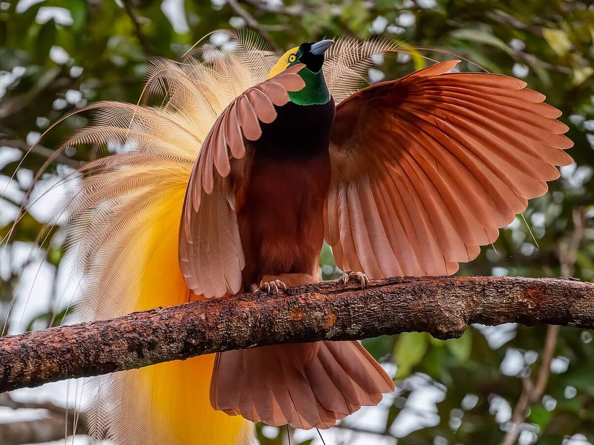 Großer Paradiesvogel mit gespreizten Flügeln auf einem Ast 