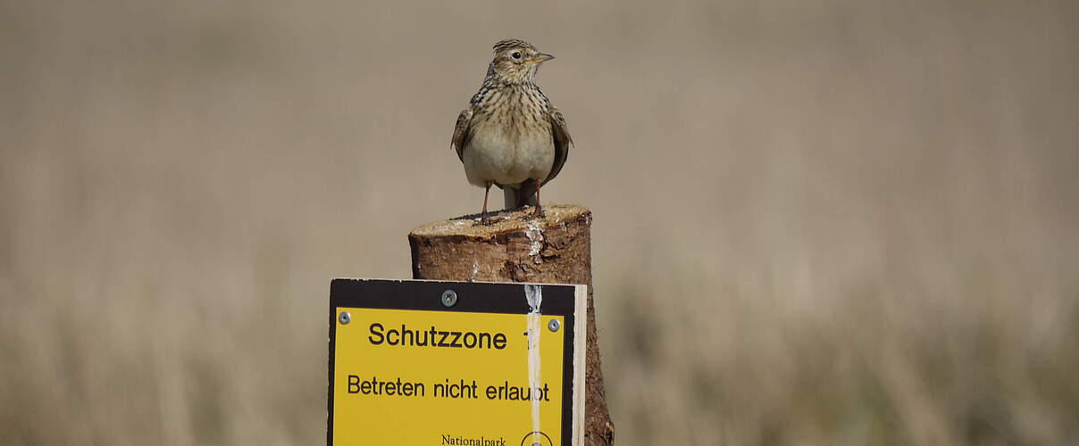 Eine Feldlerche (Alauda arvensis) sitzt an einem Warnschild, das im Nationalpark Wattenmeer auf die Schutzzone für Bodenbrüter hinweist, die ihr Nest am Boden versteckt im hohen Gras anlegen.