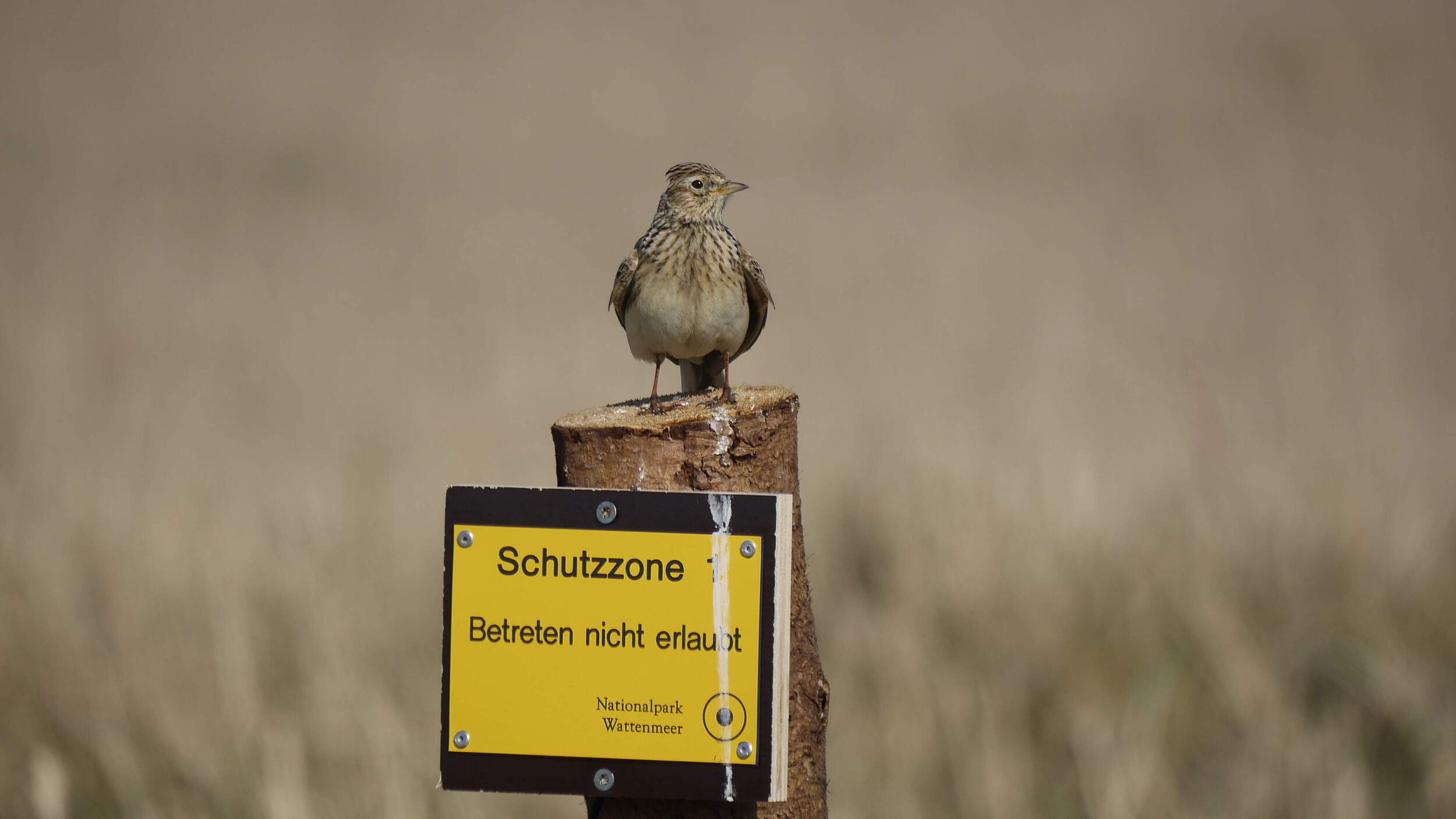 Eine Feldlerche (Alauda arvensis) sitzt an einem Warnschild, das im Nationalpark Wattenmeer auf die Schutzzone für Bodenbrüter hinweist, die ihr Nest am Boden versteckt im hohen Gras anlegen.