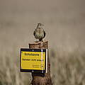 Eine Feldlerche (Alauda arvensis) sitzt an einem Warnschild, das im Nationalpark Wattenmeer auf die Schutzzone für Bodenbrüter hinweist, die ihr Nest am Boden versteckt im hohen Gras anlegen.