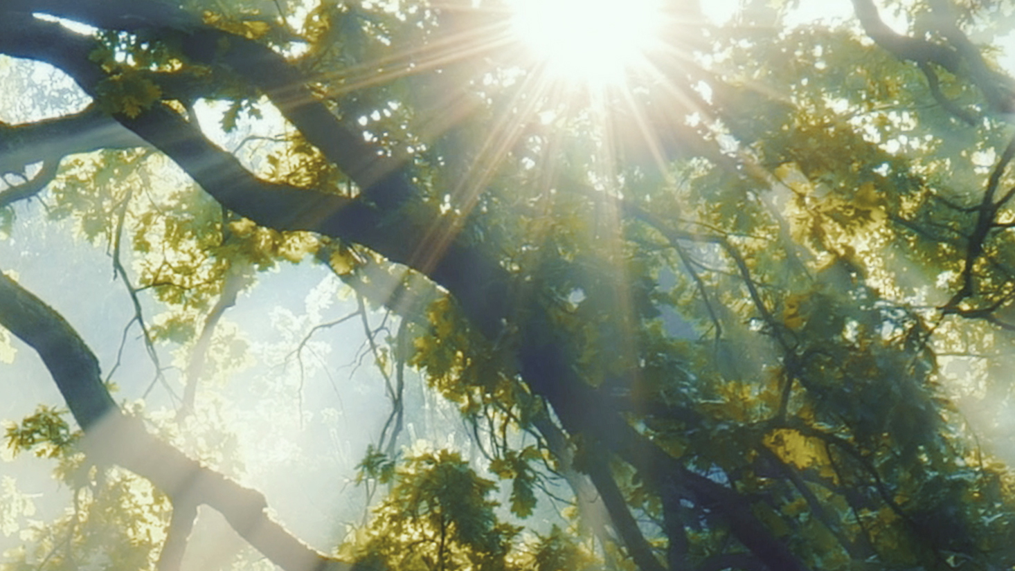 Montage aus dem Film "LIEBE" © WWF