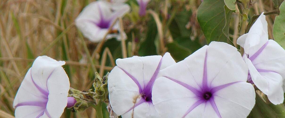 Ipomoea hildebrandtii