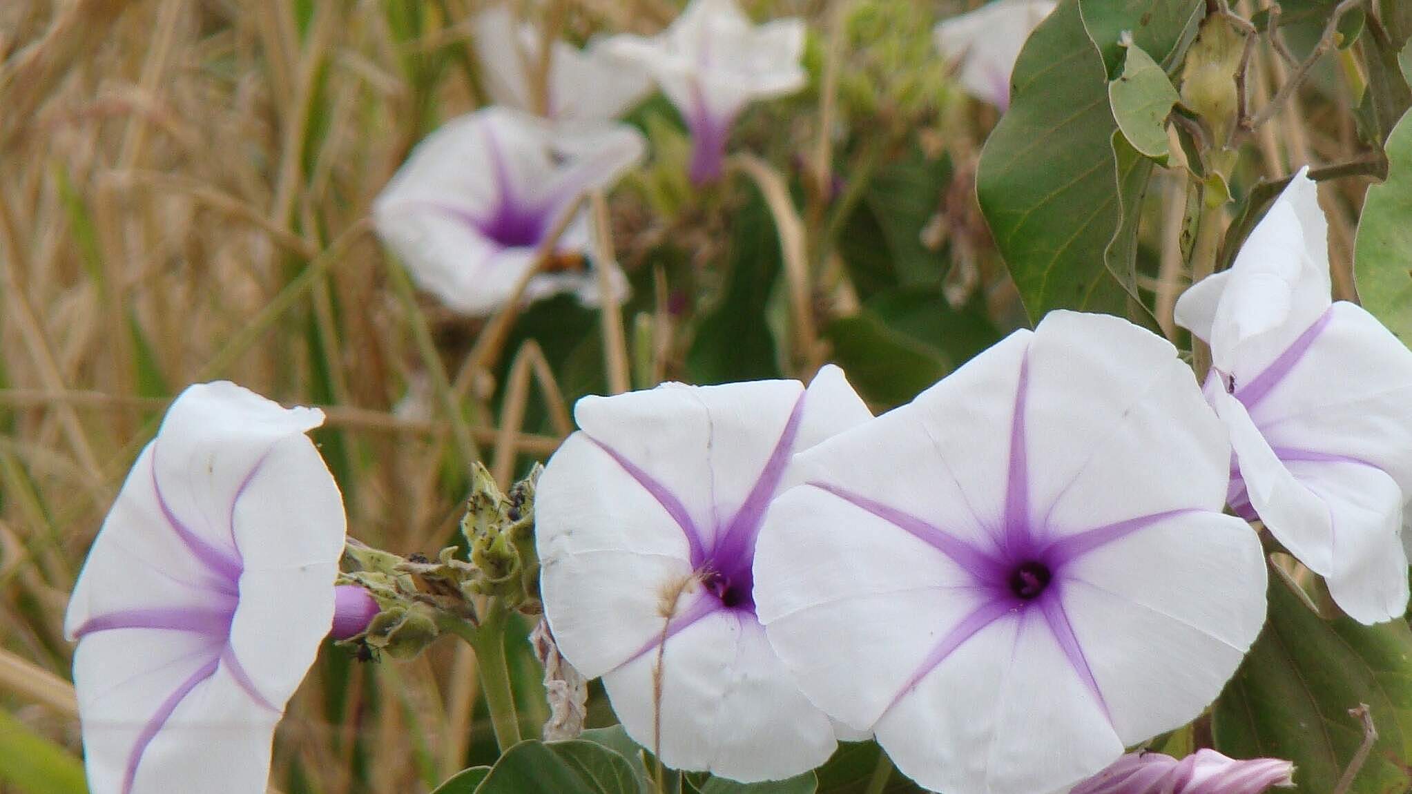 Ipomoea hildebrandtii