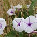 Ipomoea hildebrandtii