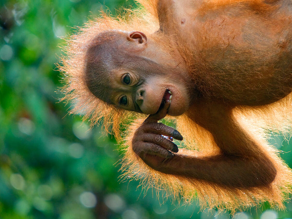 Junger Borneo-Orang-Utan hängt von einem Baum und hat den Finger im Mund