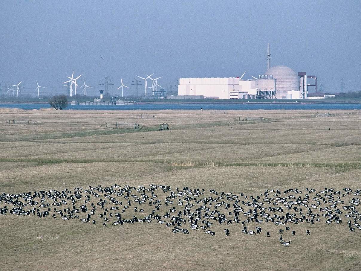 Nonnengans vor Atomwerk Brokdorf © Hans-Ulrich Rösner / WWF Nonnengans vor Atomwerk Brokdorf © Hans-Ulrich Rösner / WWF