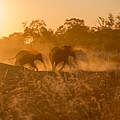 Afrikanische Elefanten © Gareth Bentley / WWF-US