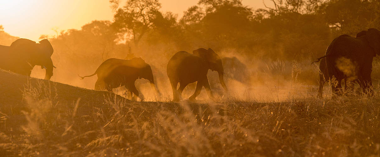 Afrikanische Elefanten © Gareth Bentley / WWF-US