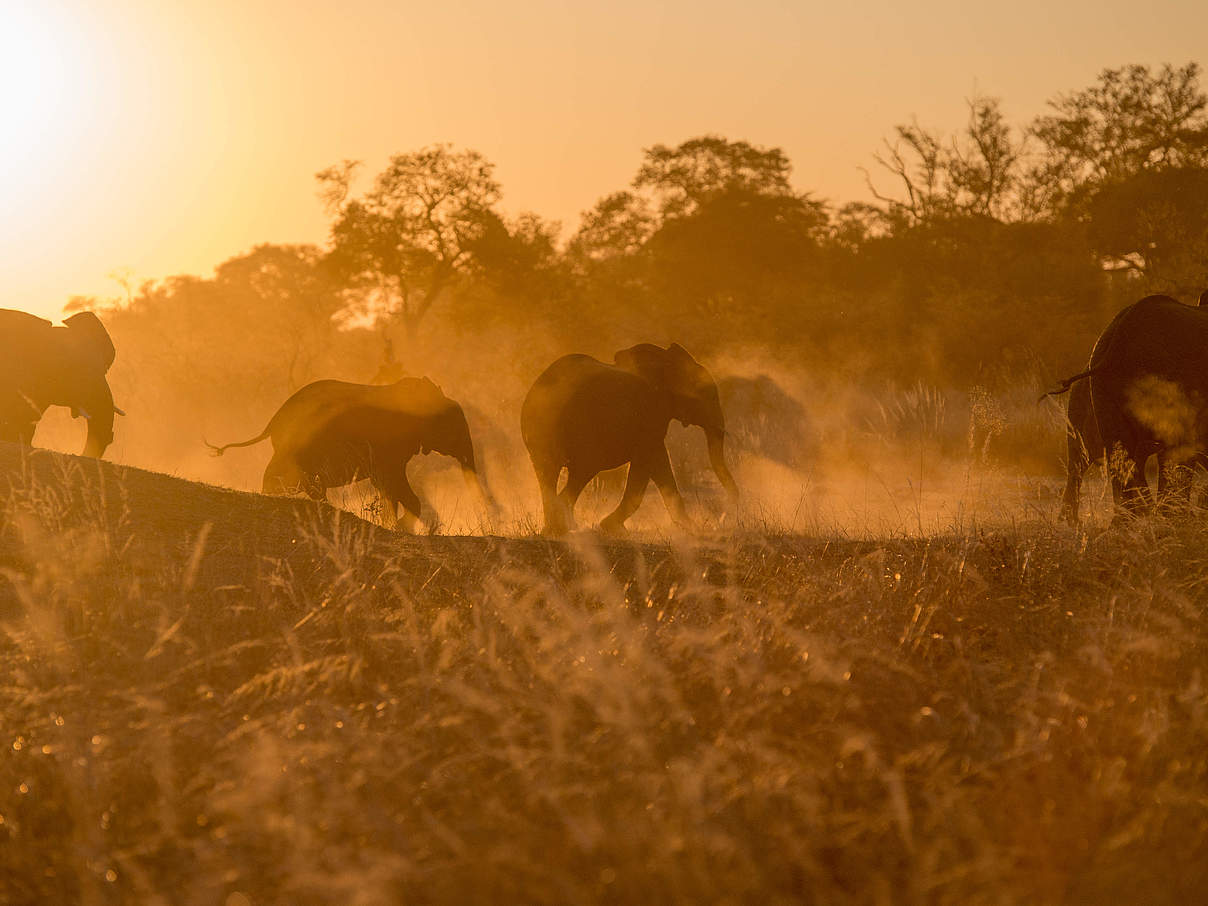 Afrikanische Elefanten © Gareth Bentley / WWF-US