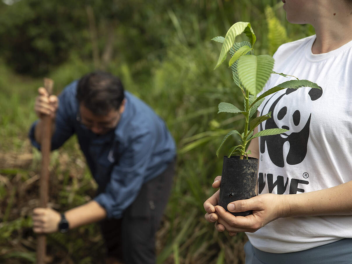 Baumpflanzaktion auf Borneo © Aaron Gekoski / WWF US