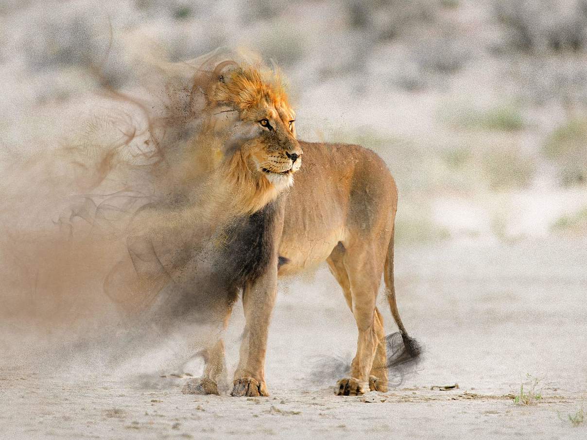 Ein Löwe, dessen Kopf und Mähne langsam verschwinden. ©EcoPic/iStock/WWF