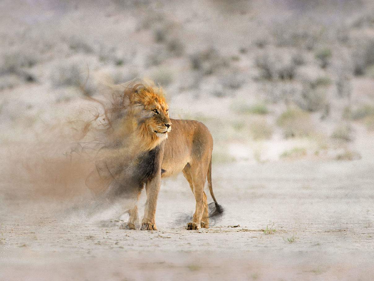 Ein Löwe, dessen Kopf und Mähne langsam verschwinden. ©EcoPic/iStock/WWF