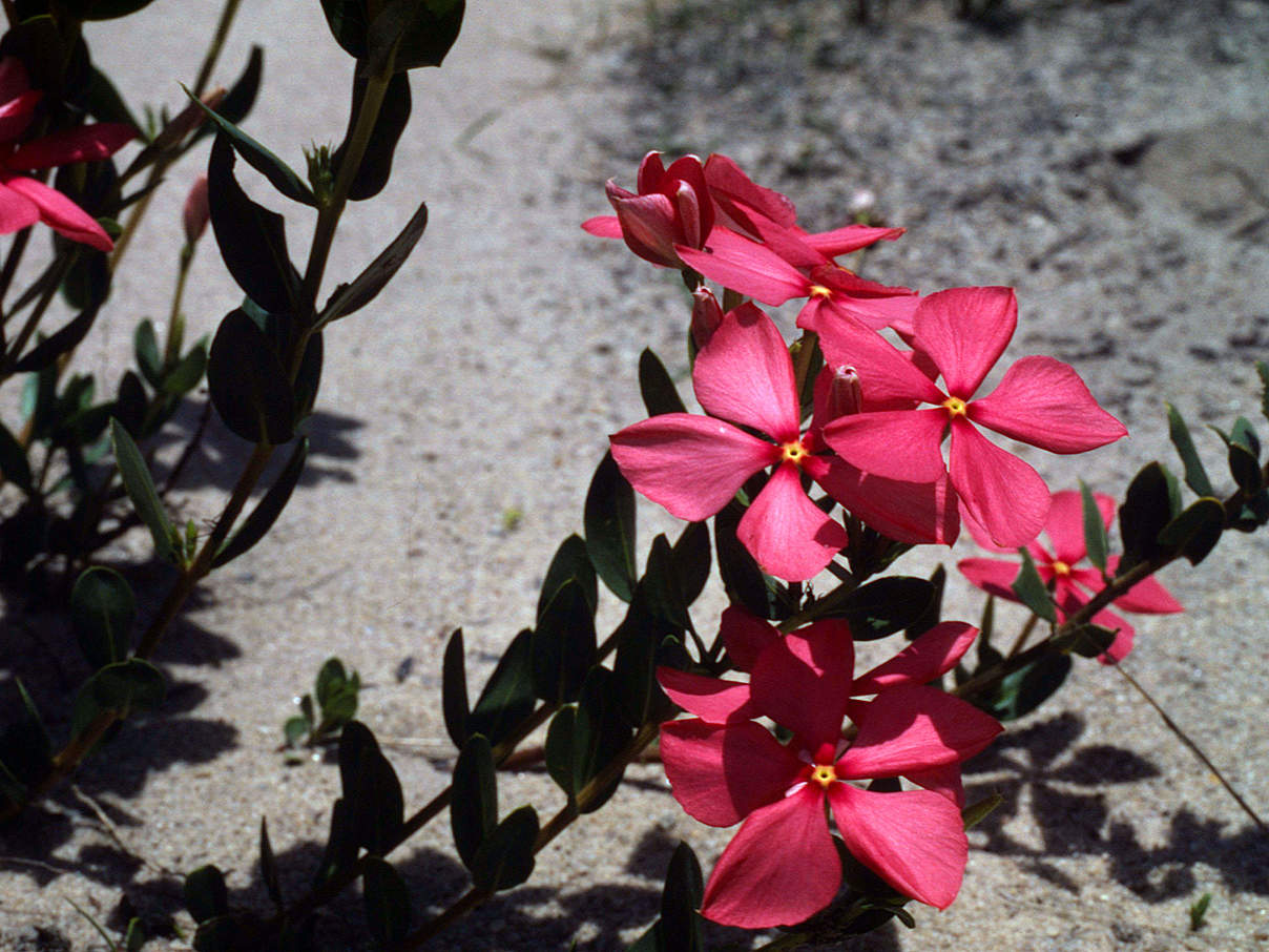 Catharanthus roseus Madagaskar © Olivier Langrand / WWF Catharanthus roseus Madagaskar © Olivier Langrand / WWF