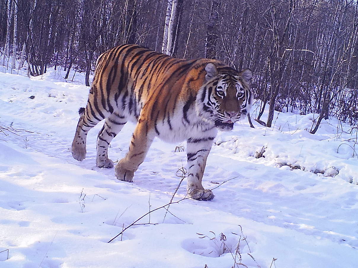 Mutter Svetlaya © The Amur Tiger Centre, Rehabilitation Centre TIGR