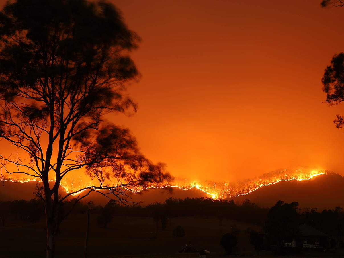 Waldbrand Australien © Adam Dederer / WWF Australia