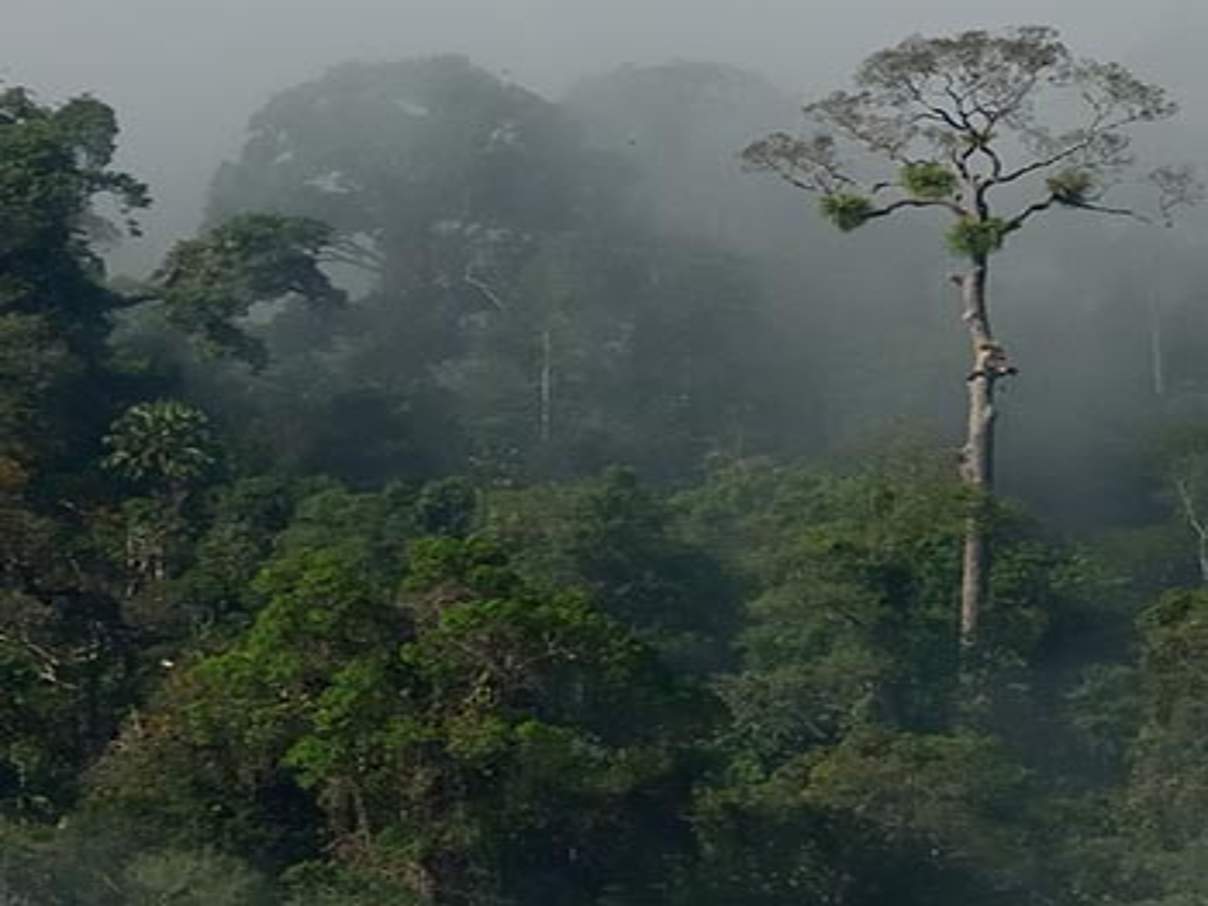 Intakter Amazonas-Regenwald © Getty Images